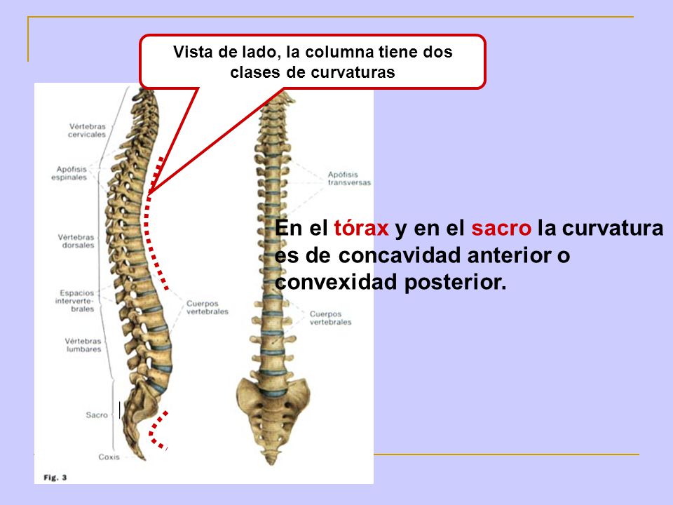 Vista de lado, la columna tiene dos clases de curvaturas