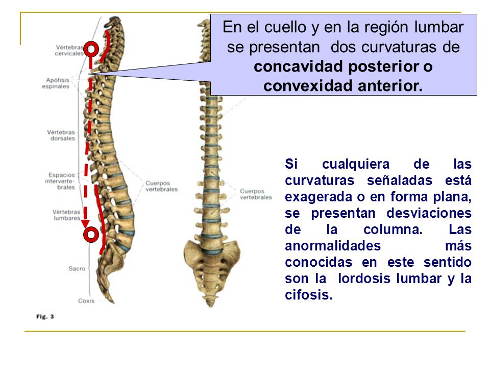 En el cuello y en la región lumbar se presentan dos curvaturas de concavidad posterior o convexidad anterior.