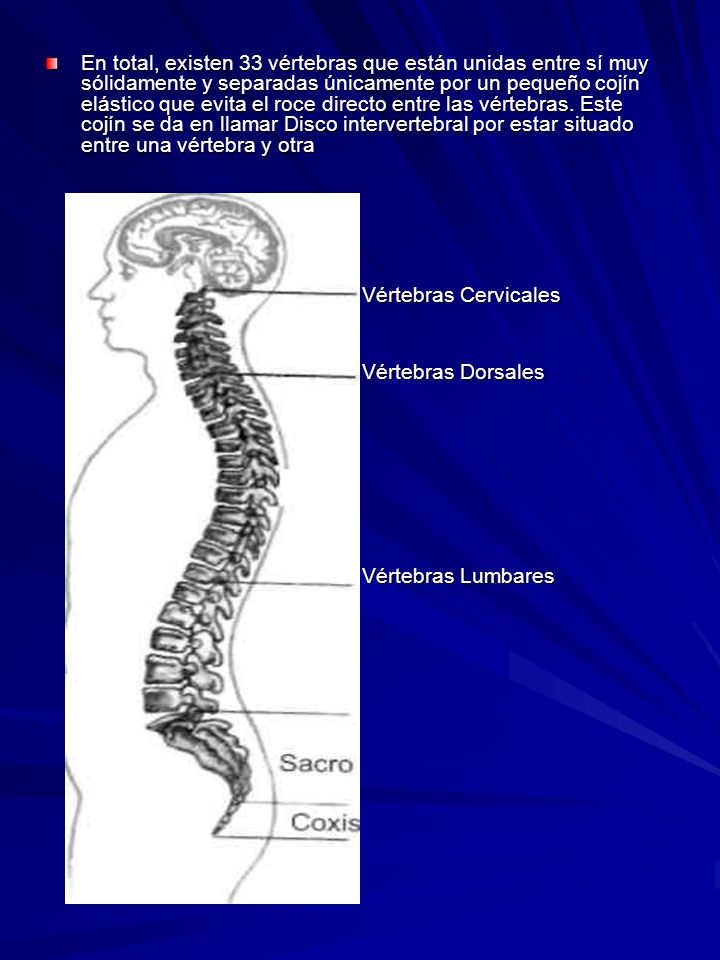 En total, existen 33 vértebras que están unidas entre sí muy sólidamente y separadas únicamente por un pequeño cojín elástico que evita el roce directo entre las vértebras. Este cojín se da en llamar Disco intervertebral por estar situado entre una vértebra y otra