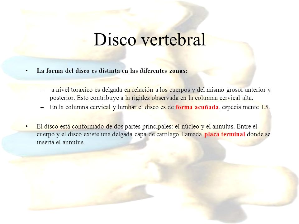Disco vertebral La forma del disco es distinta en las diferentes zonas:
