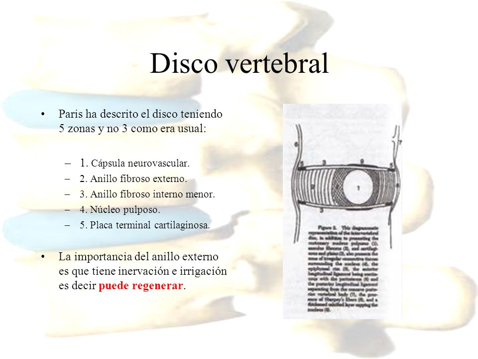 Disco vertebral Paris ha descrito el disco teniendo 5 zonas y no 3 como era usual: 1. Cápsula neurovascular.