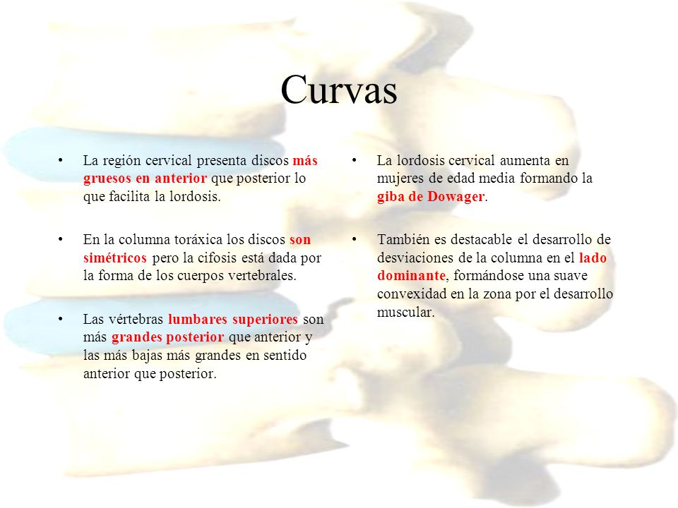 Curvas La región cervical presenta discos más gruesos en anterior que posterior lo que facilita la lordosis.