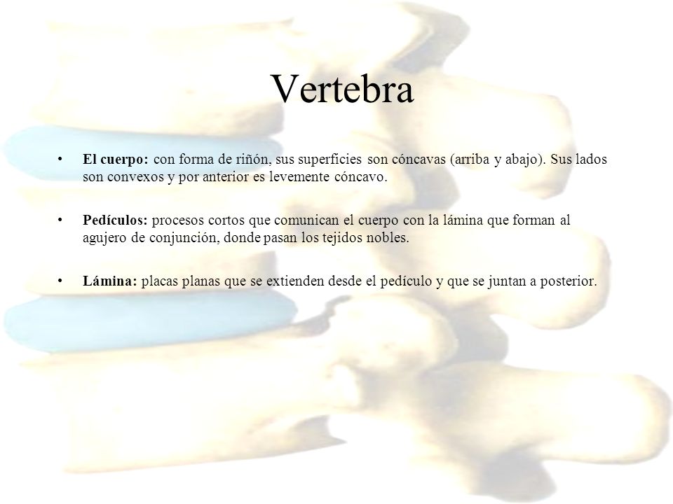 Vertebra El cuerpo: con forma de riñón, sus superficies son cóncavas (arriba y abajo). Sus lados son convexos y por anterior es levemente cóncavo.