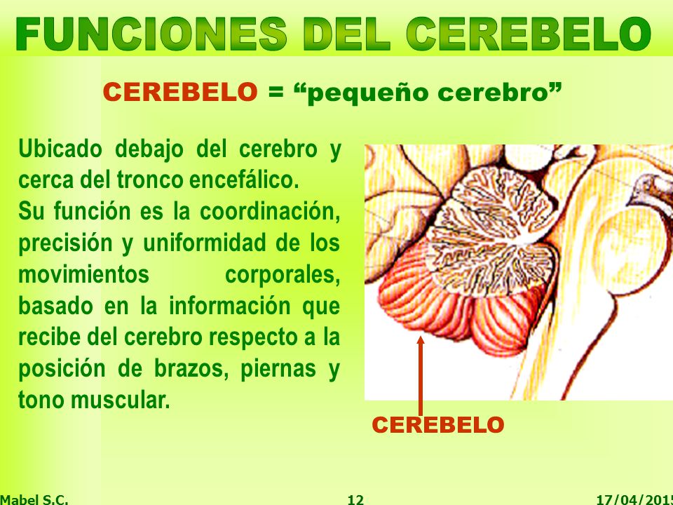 FUNCIONES DEL CEREBELO