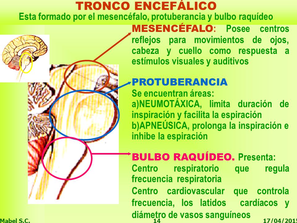 Esta formado por el mesencéfalo, protuberancia y bulbo raquídeo