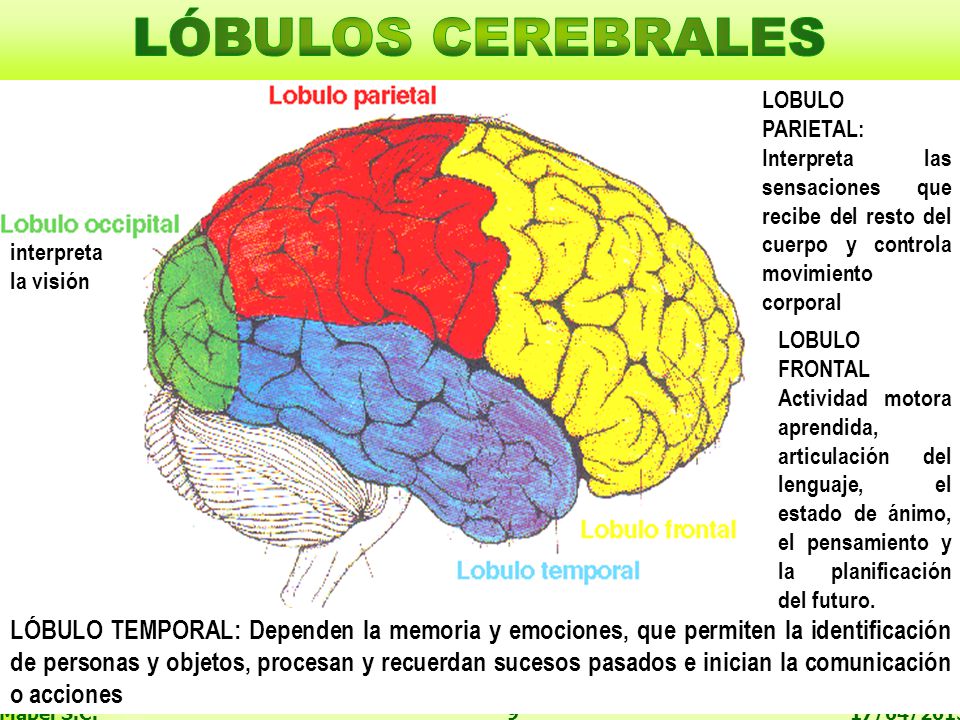 LÓBULOS CEREBRALES LOBULO PARIETAL: Interpreta las sensaciones que recibe del resto del cuerpo y controla movimiento corporal.