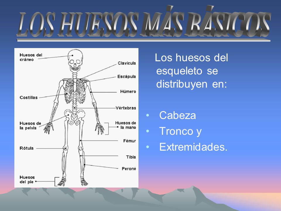 LOS HUESOS MÁS BÁSICOS Los huesos del esqueleto se distribuyen en: