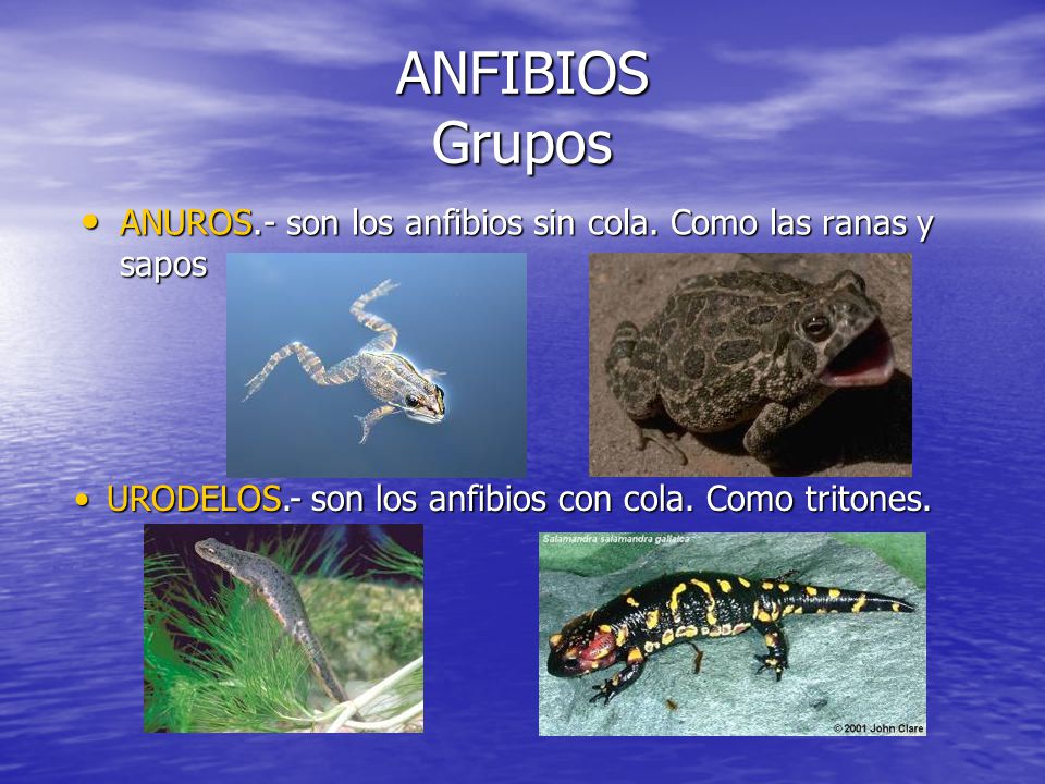 ANFIBIOS Grupos ANUROS.- son los anfibios sin cola.