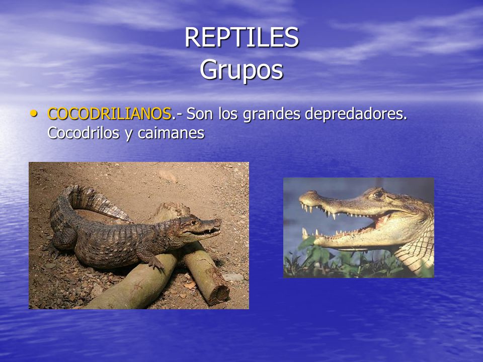 REPTILES Grupos COCODRILIANOS.- Son los grandes depredadores. Cocodrilos y caimanes