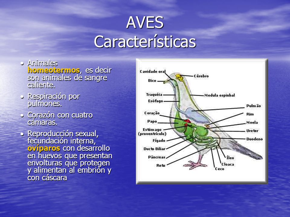 AVES Características Animales homeotermos, es decir son animales de sangre caliente. Respiración por pulmones.