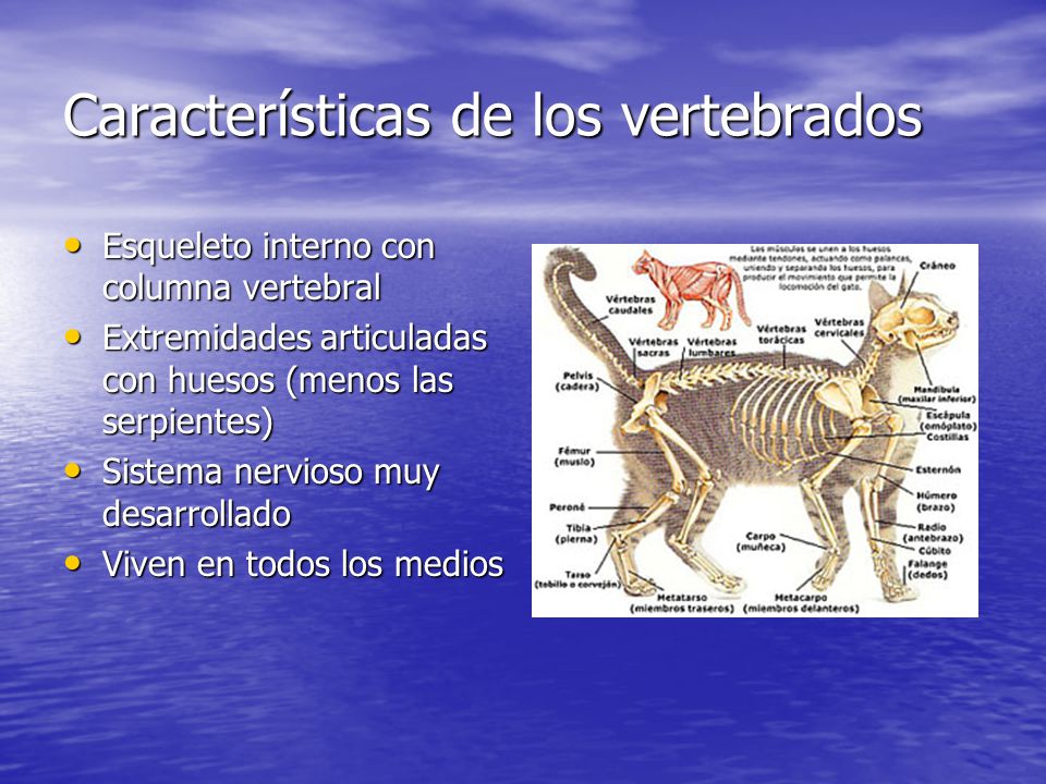 Características de los vertebrados