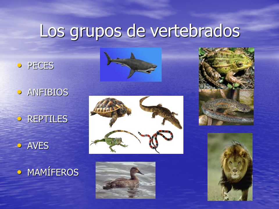 Los grupos de vertebrados