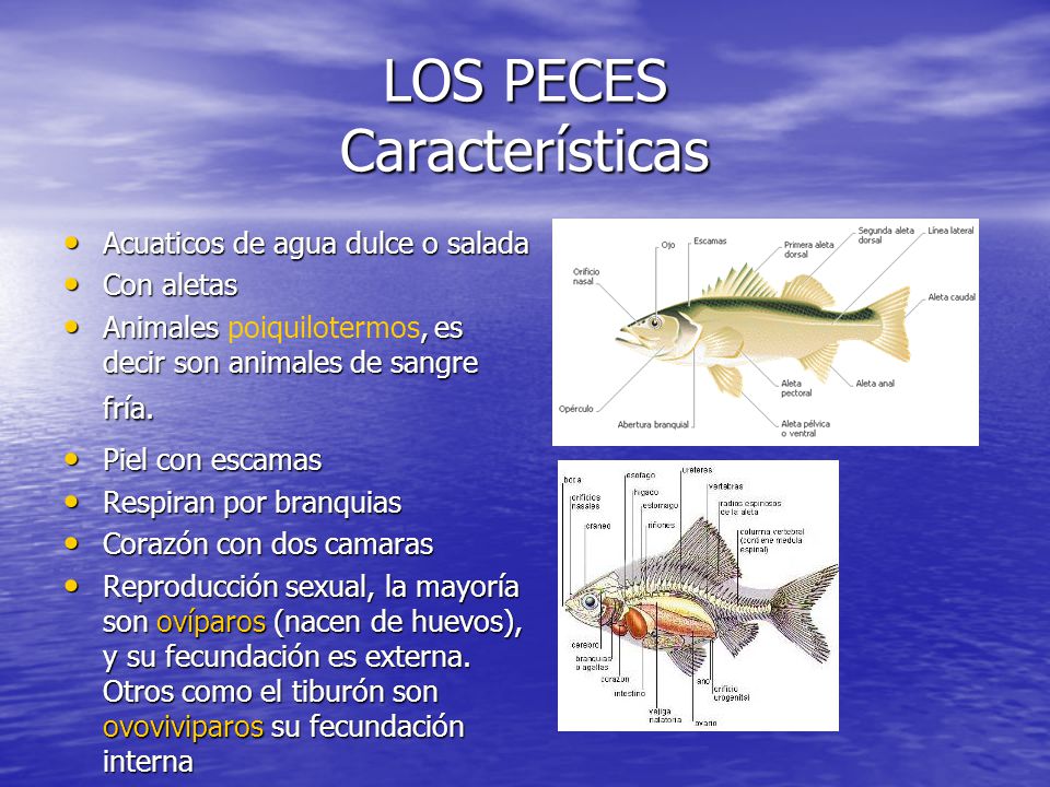 LOS PECES Características