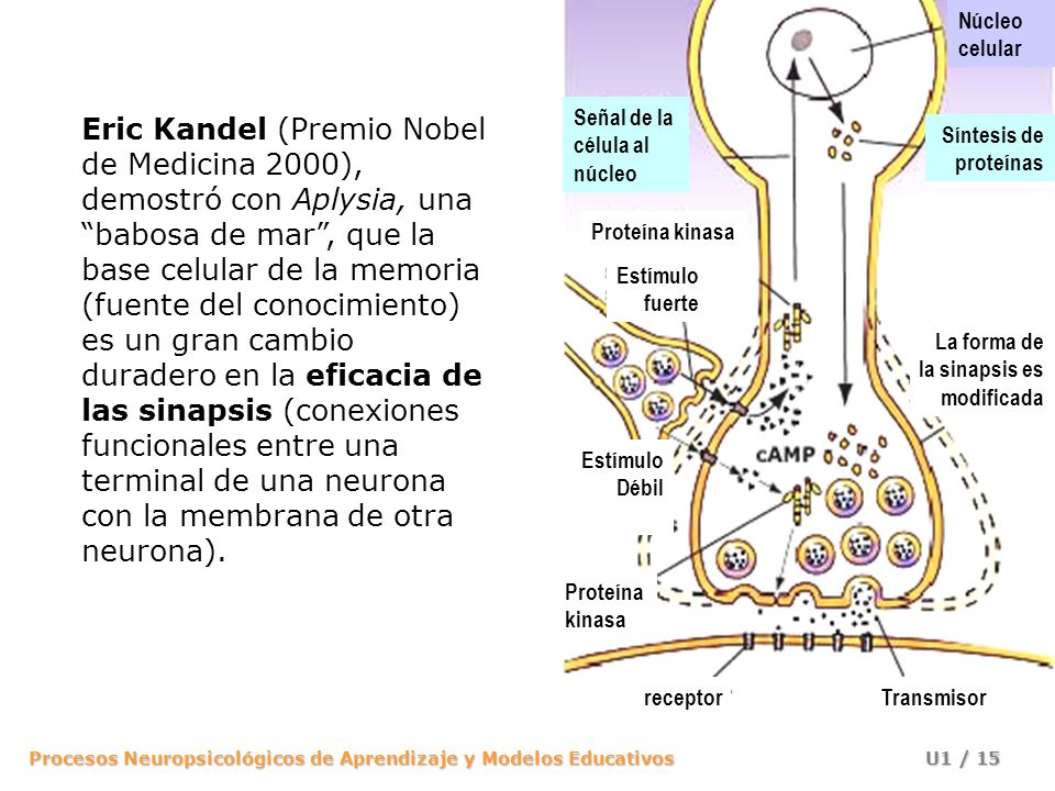 Núcleo celular. Síntesis de. proteínas. La forma de. la sinapsis es. modificada. Señal de la.