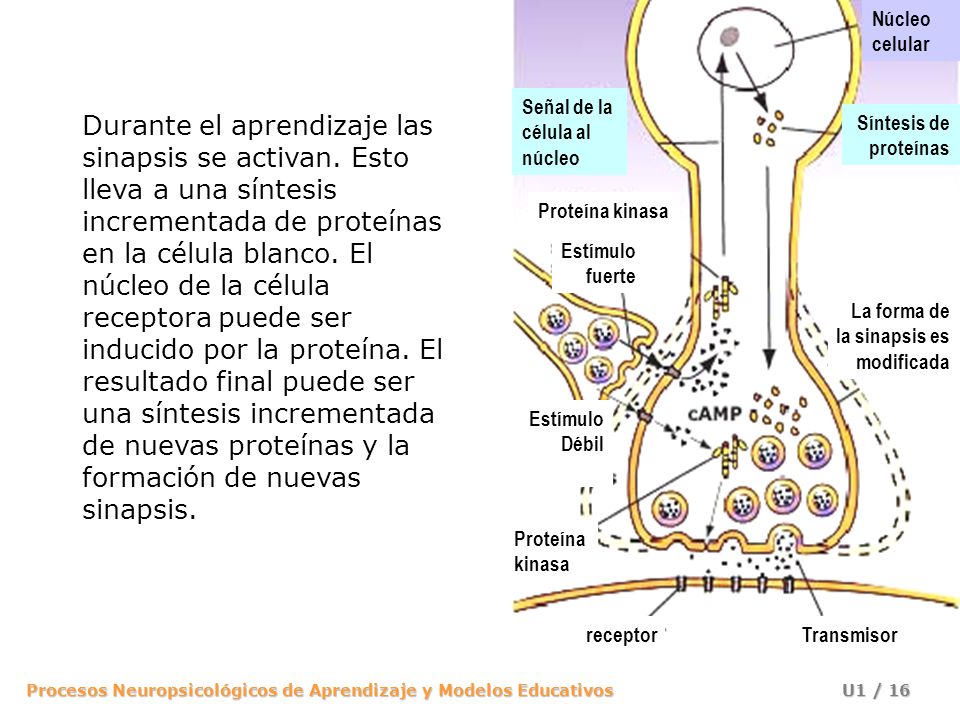 Núcleo celular. Síntesis de. proteínas. La forma de. la sinapsis es. modificada. Señal de la.