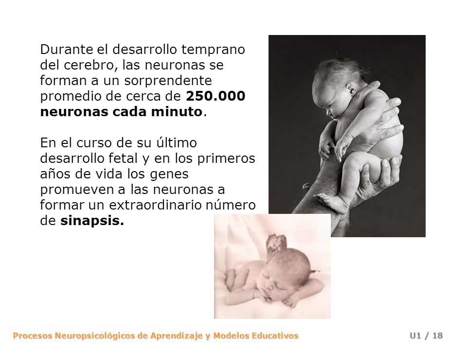 Durante el desarrollo temprano del cerebro, las neuronas se forman a un sorprendente promedio de cerca de neuronas cada minuto.