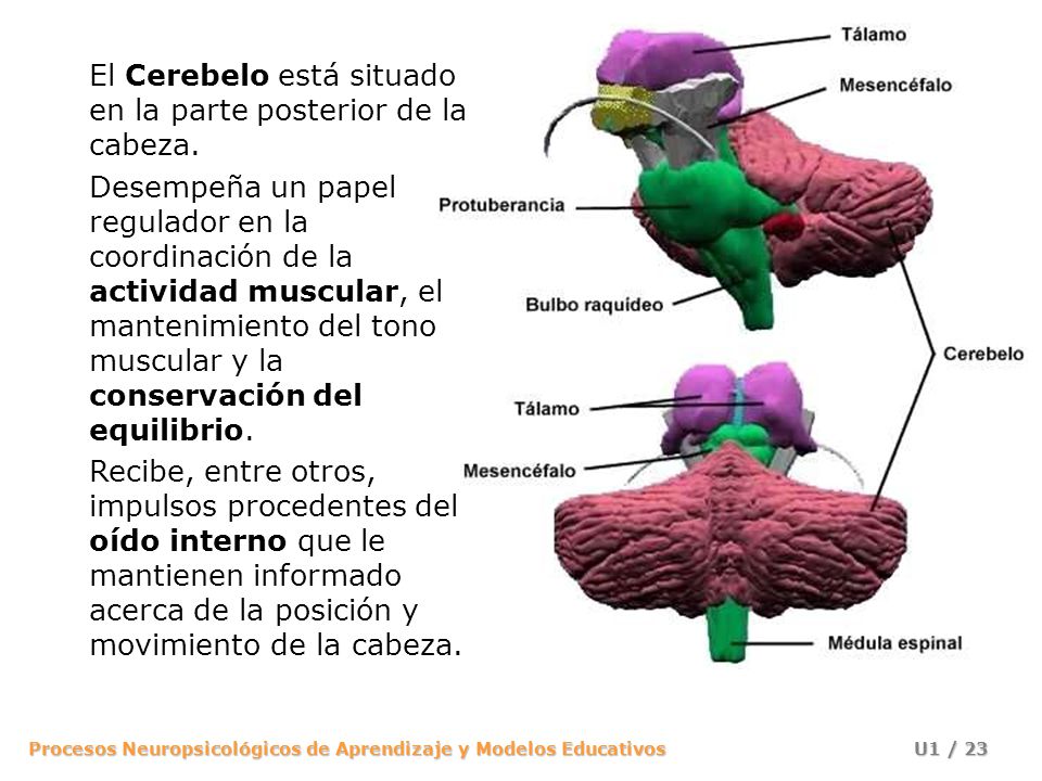 El Cerebelo está situado en la parte posterior de la cabeza.