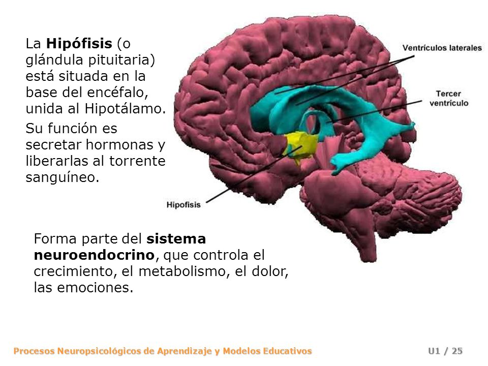 La Hipófisis (o glándula pituitaria) está situada en la base del encéfalo, unida al Hipotálamo.