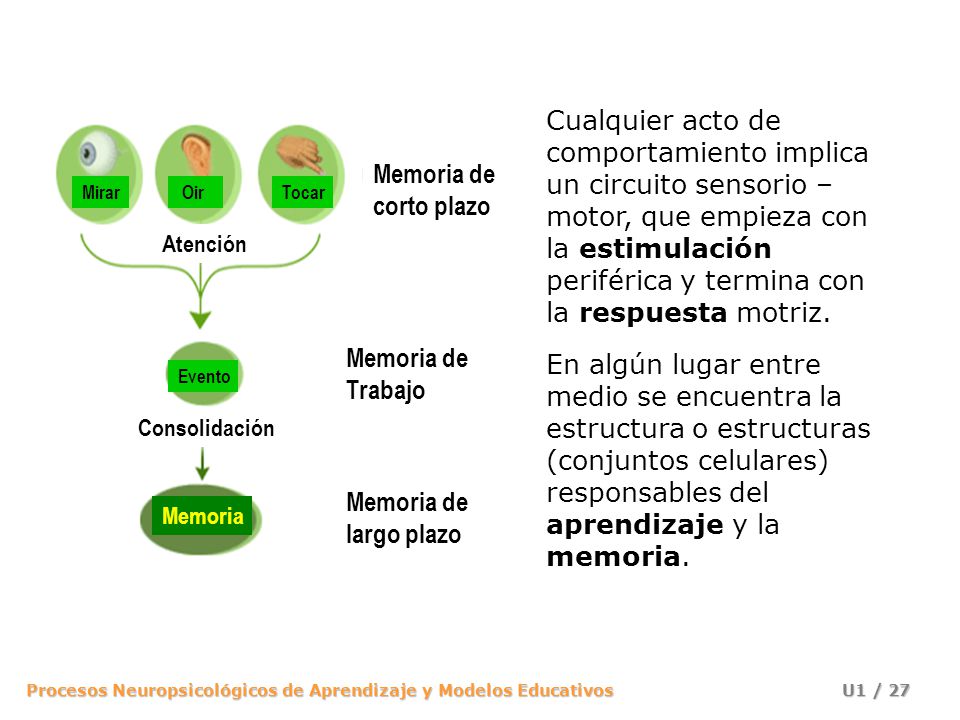 Cualquier acto de comportamiento implica un circuito sensorio – motor, que empieza con la estimulación periférica y termina con la respuesta motriz.
