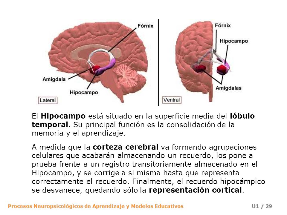 El Hipocampo está situado en la superficie media del lóbulo temporal