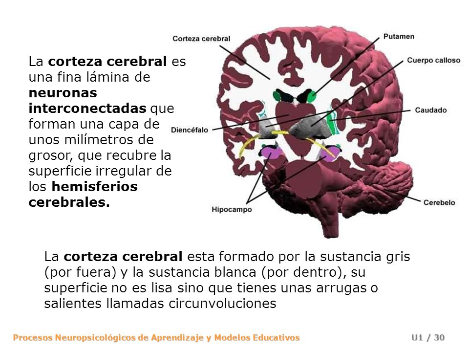 La corteza cerebral es una fina lámina de neuronas interconectadas que forman una capa de unos milímetros de grosor, que recubre la superficie irregular de los hemisferios cerebrales.