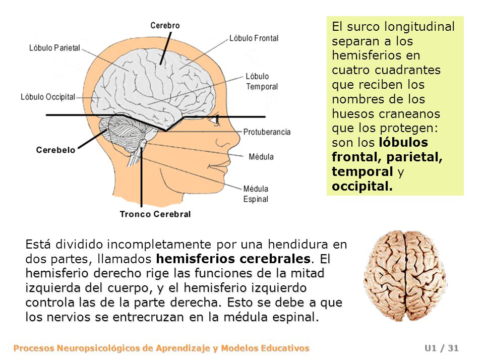 El surco longitudinal separan a los hemisferios en cuatro cuadrantes que reciben los nombres de los huesos craneanos que los protegen: son los lóbulos frontal, parietal, temporal y occipital.