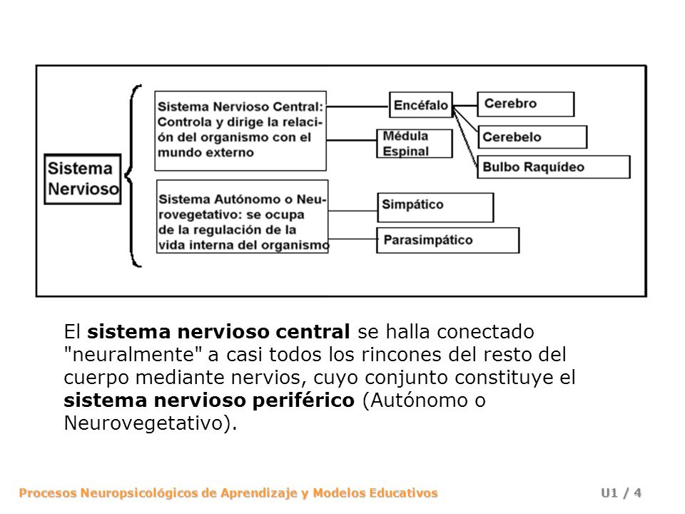El sistema nervioso central se halla conectado neuralmente a casi todos los rincones del resto del cuerpo mediante nervios, cuyo conjunto constituye el sistema nervioso periférico (Autónomo o Neurovegetativo).