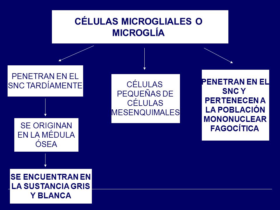 CÉLULAS MICROGLIALES O
