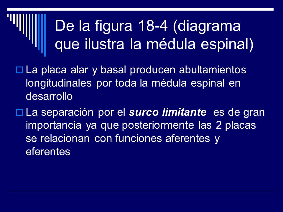De la figura 18-4 (diagrama que ilustra la médula espinal)