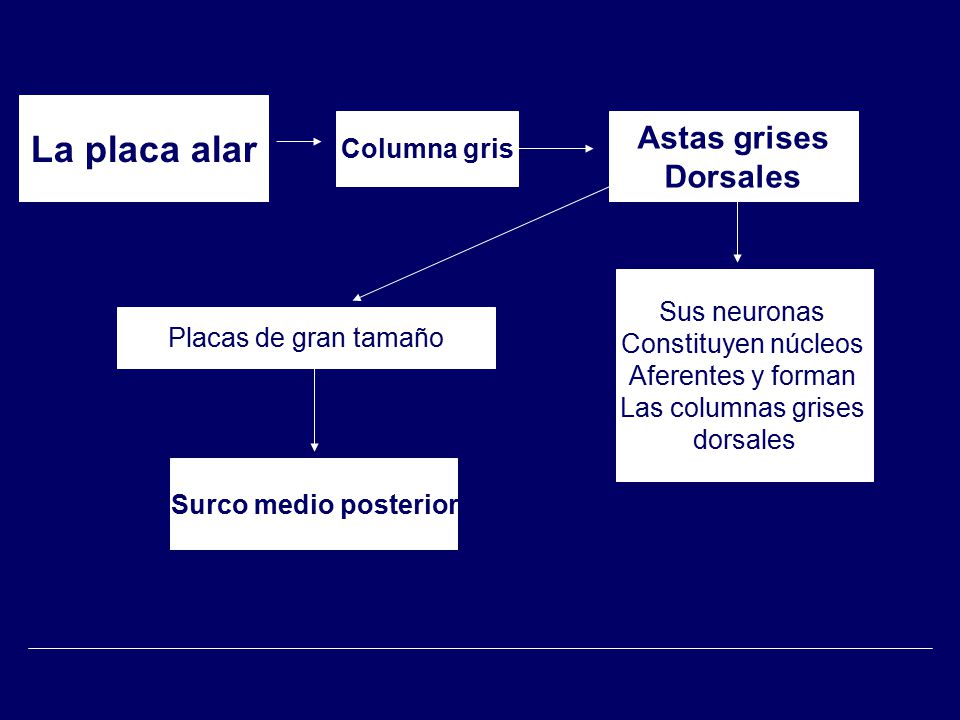 La placa alar Astas grises Dorsales Columna gris Sus neuronas