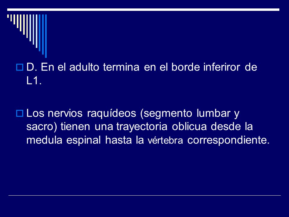 D. En el adulto termina en el borde inferiror de L1.