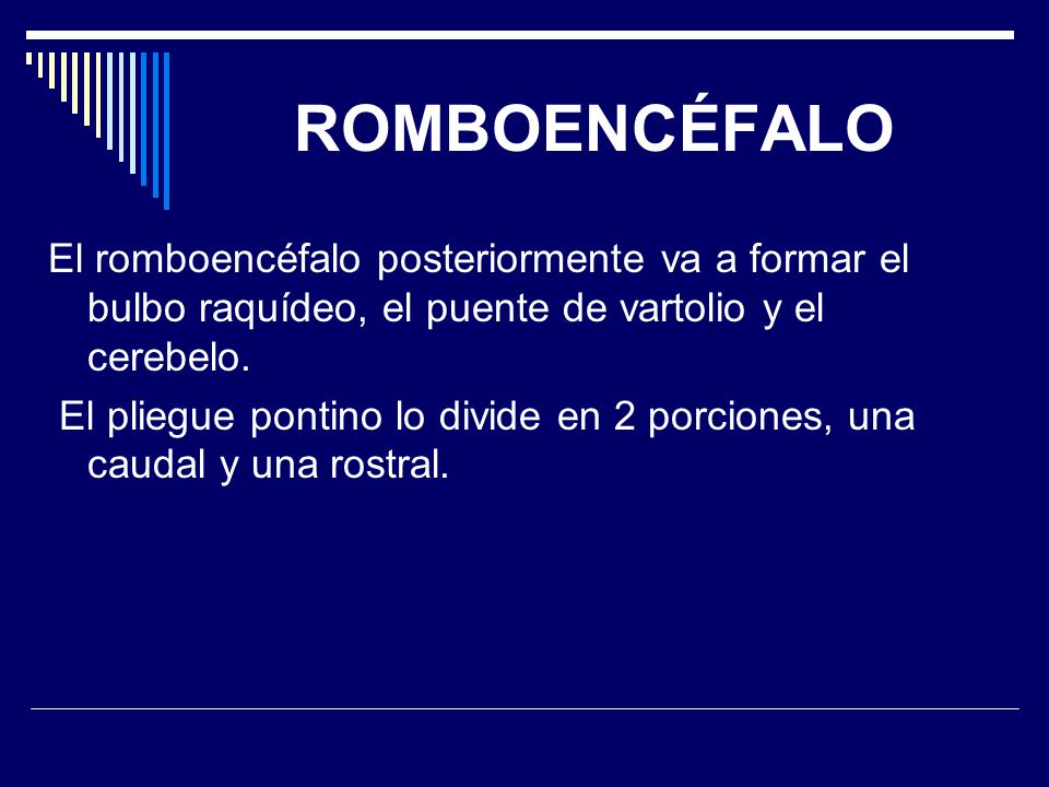 ROMBOENCÉFALO El romboencéfalo posteriormente va a formar el bulbo raquídeo, el puente de vartolio y el cerebelo.