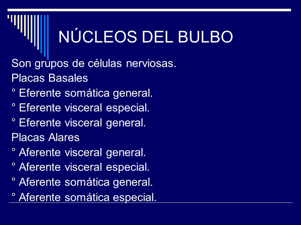 NÚCLEOS DEL BULBO Son grupos de células nerviosas. Placas Basales