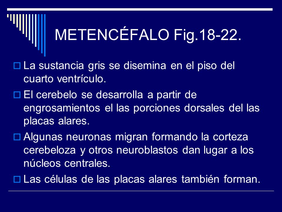 METENCÉFALO Fig La sustancia gris se disemina en el piso del cuarto ventrículo.