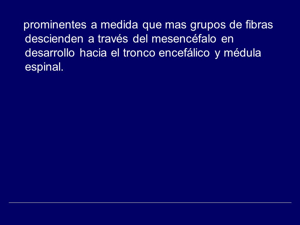 prominentes a medida que mas grupos de fibras descienden a través del mesencéfalo en desarrollo hacia el tronco encefálico y médula espinal.