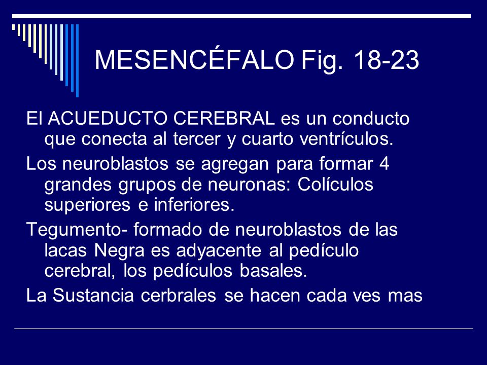 MESENCÉFALO Fig El ACUEDUCTO CEREBRAL es un conducto que conecta al tercer y cuarto ventrículos.