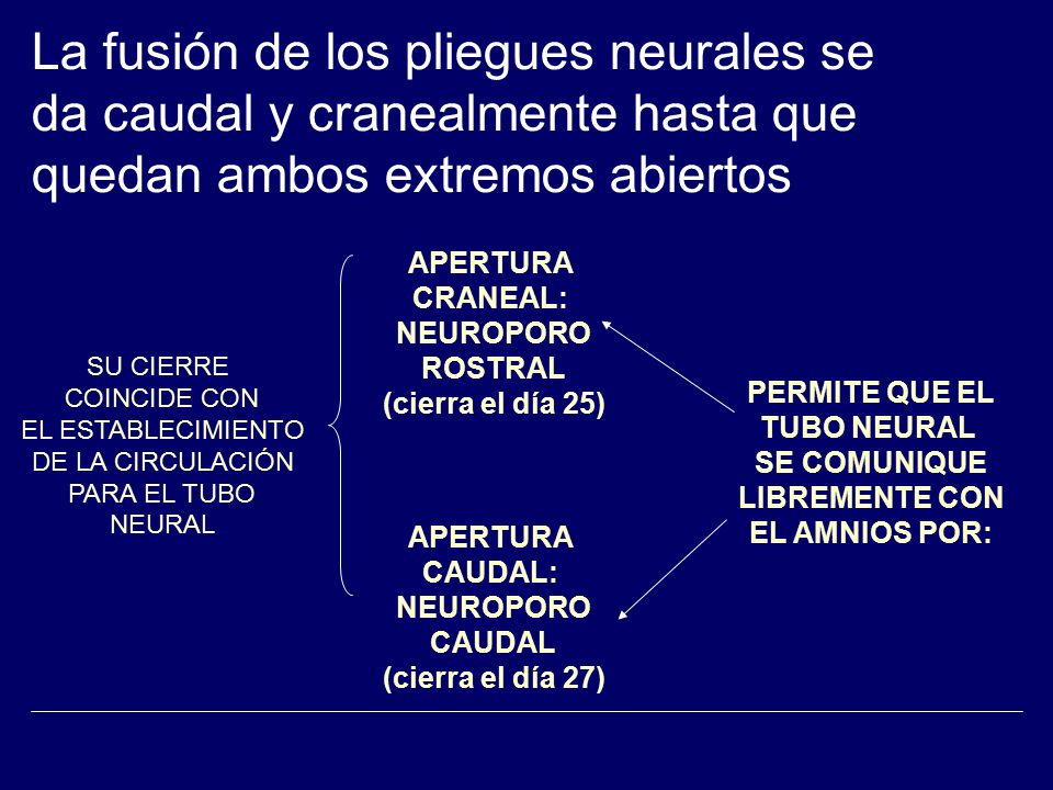 La fusión de los pliegues neurales se da caudal y cranealmente hasta que quedan ambos extremos abiertos