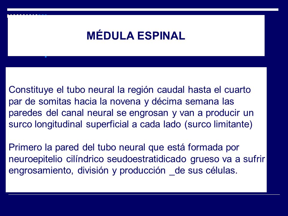 MÉDULA ESPINAL Constituye el tubo neural la región caudal hasta el cuarto. par de somitas hacia la novena y décima semana las.