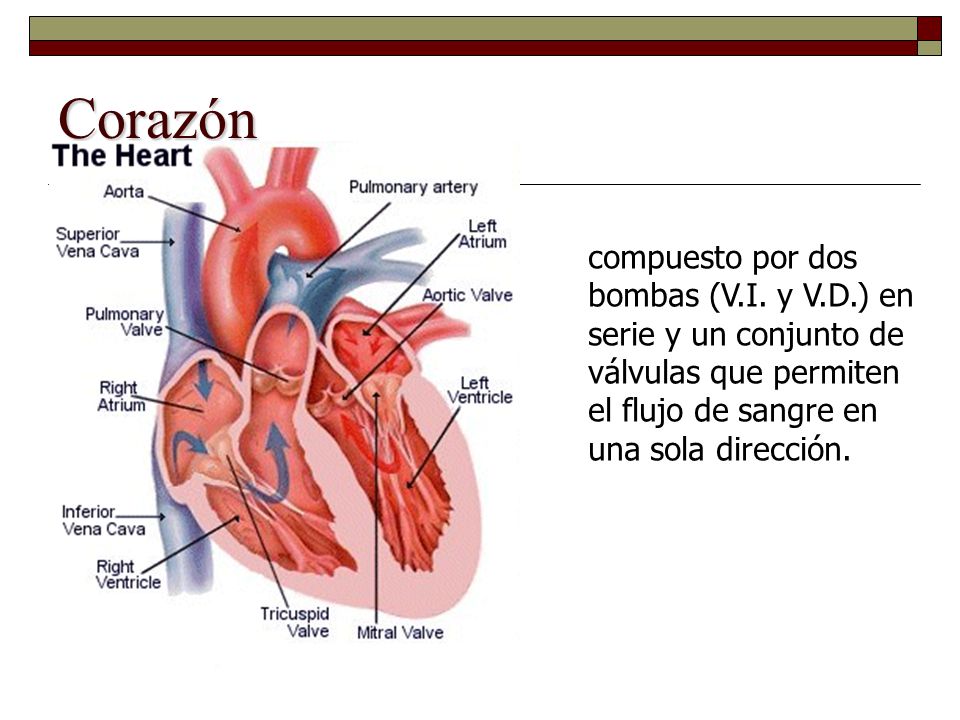 Corazón compuesto por dos bombas (V.I. y V.D.) en serie y un conjunto de válvulas que permiten el flujo de sangre en una sola dirección.
