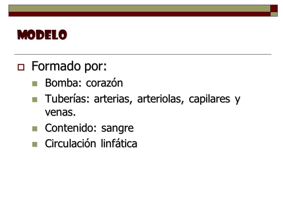 MODELO Formado por: Bomba: corazón
