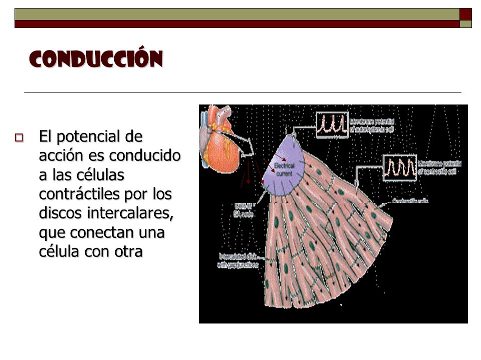 Conducción El potencial de acción es conducido a las células contráctiles por los discos intercalares, que conectan una célula con otra.