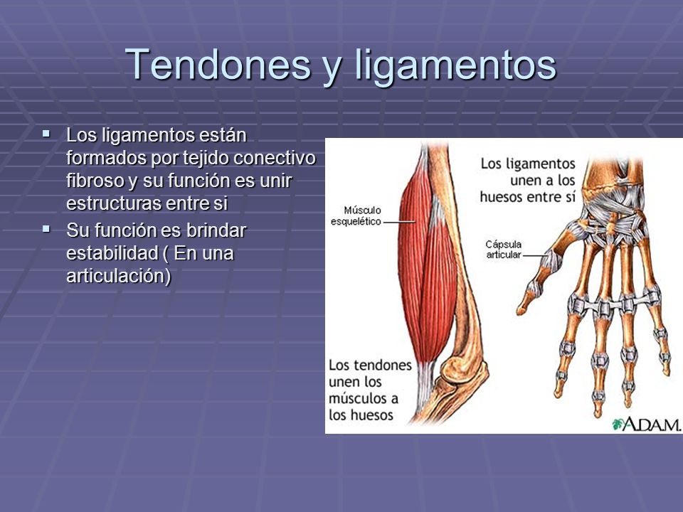 Tendones y ligamentos Los ligamentos están formados por tejido conectivo fibroso y su función es unir estructuras entre si.