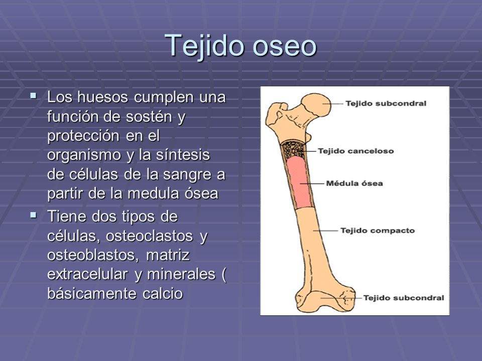 Tejido oseo Los huesos cumplen una función de sostén y protección en el organismo y la síntesis de células de la sangre a partir de la medula ósea.
