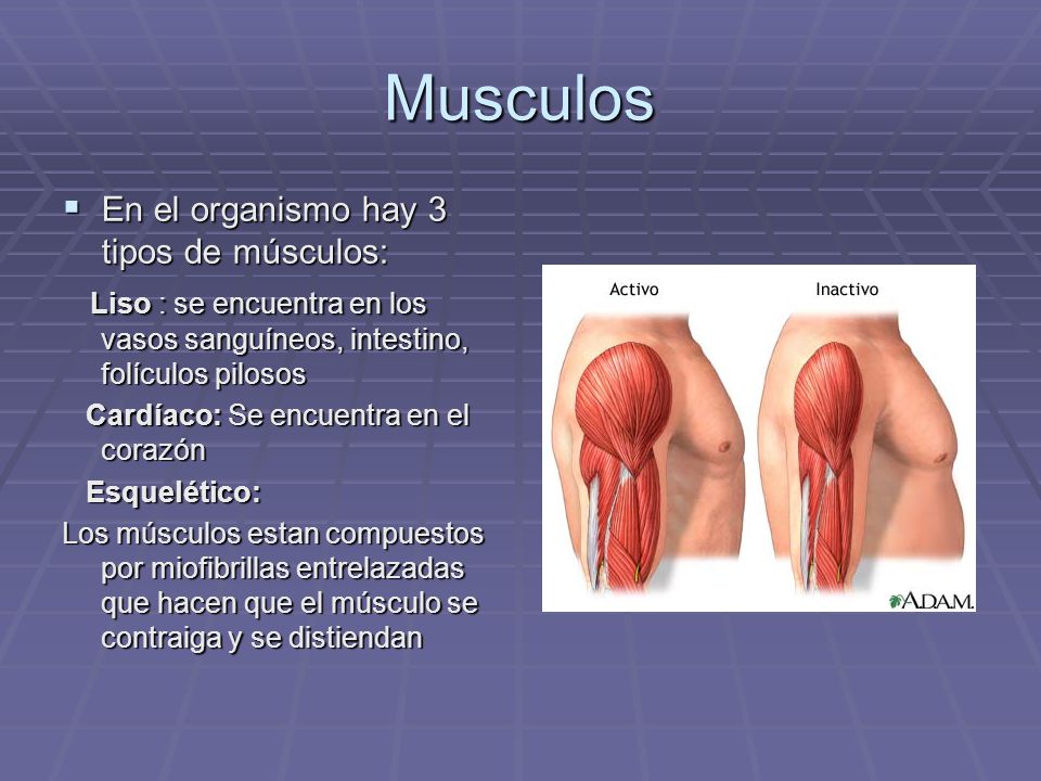 Musculos En el organismo hay 3 tipos de músculos: