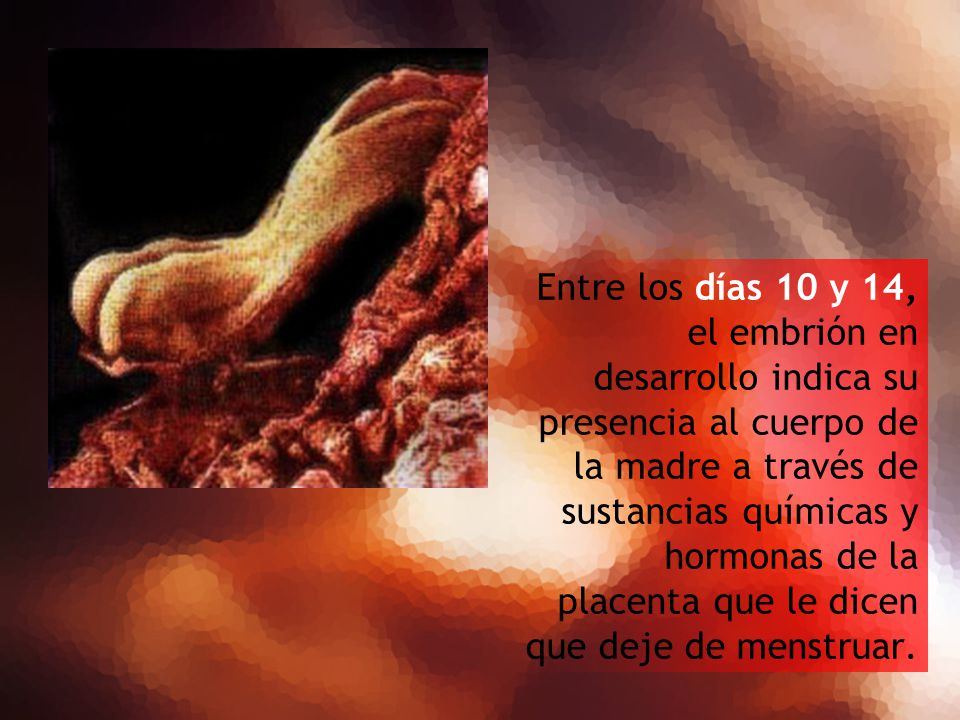 Entre los días 10 y 14, el embrión en desarrollo indica su presencia al cuerpo de la madre a través de sustancias químicas y hormonas de la placenta que le dicen que deje de menstruar.