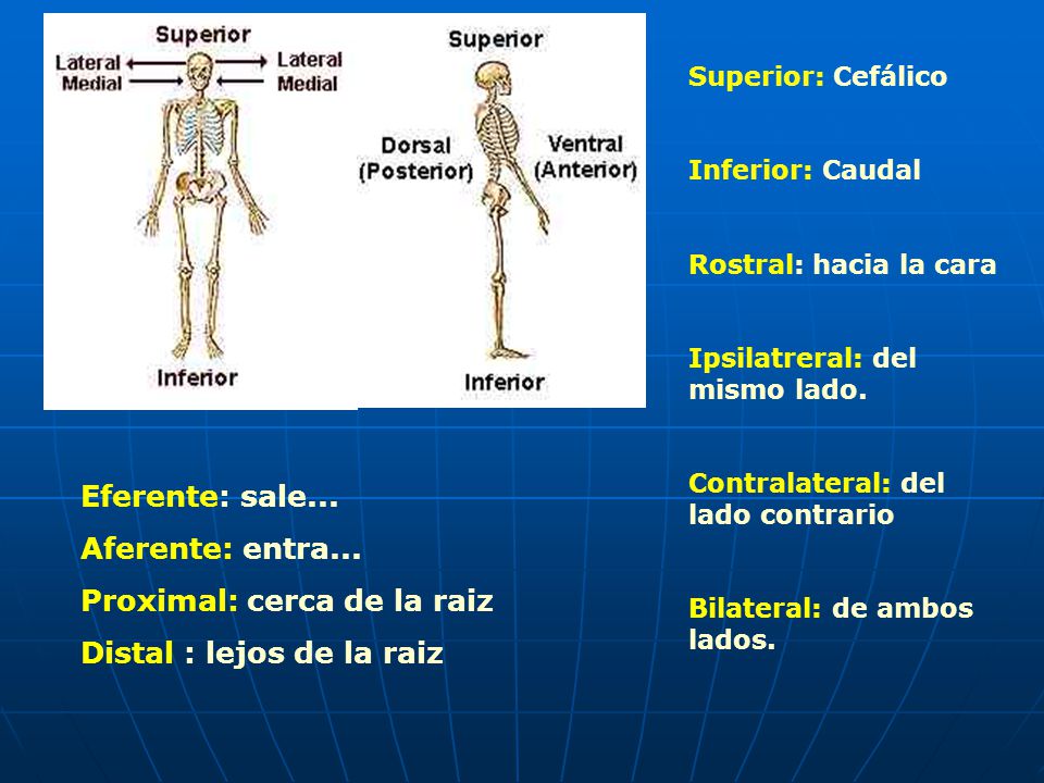 Proximal: cerca de la raiz Distal : lejos de la raiz