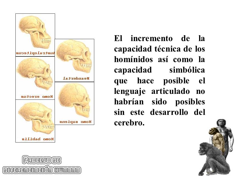 El incremento de la capacidad técnica de los homínidos así como la capacidad simbólica que hace posible el lenguaje articulado no habrían sido posibles sin este desarrollo del cerebro.