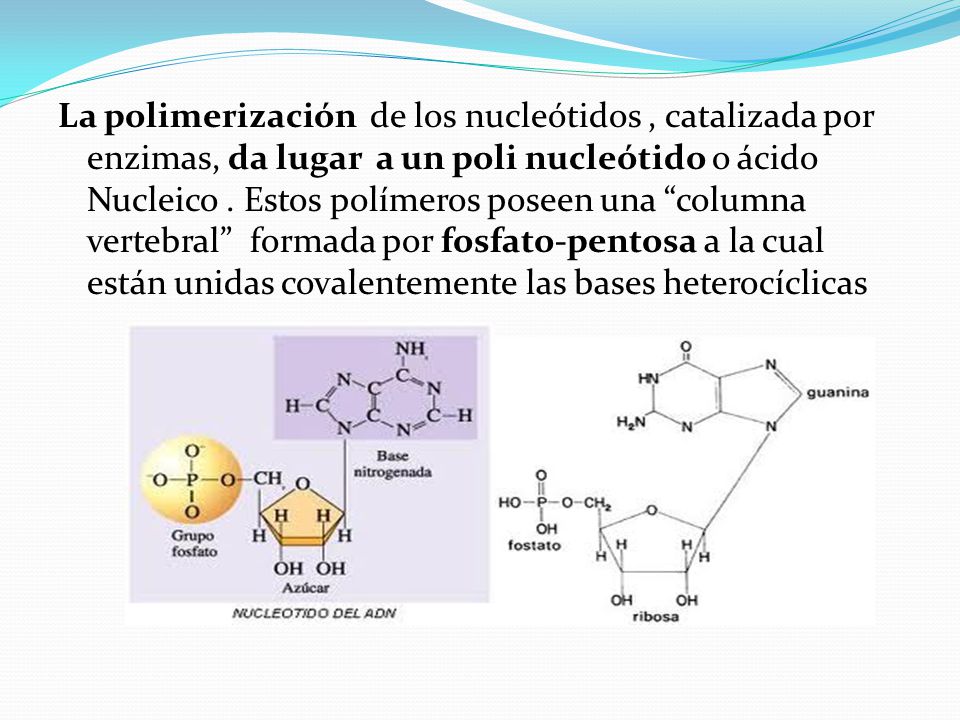 La polimerización de los nucleótidos , catalizada por enzimas, da lugar a un poli nucleótido o ácido Nucleico .
