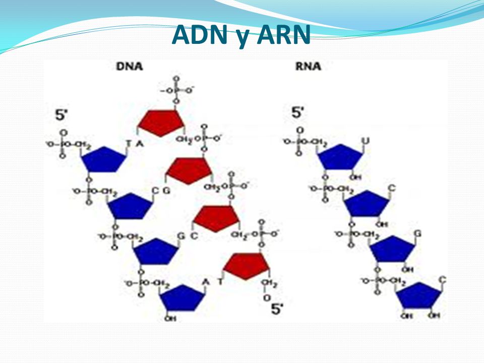 ADN y ARN