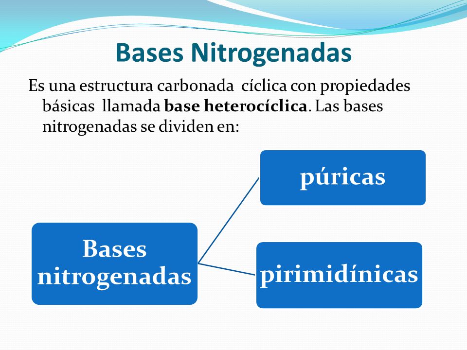 Bases Nitrogenadas Es una estructura carbonada cíclica con propiedades básicas llamada base heterocíclica. Las bases nitrogenadas se dividen en: